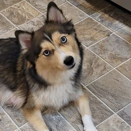 Pomskies from Kenna'z Kuddly Pomskiez