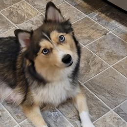 Pomskies from Kenna'z Kuddly Pomskiez