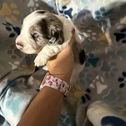 Harry  Ckc blue dapple piebald - Dapple male Dachshund puppy in Whitesboro, Texas from Joanie's Tickled Pink Puppies