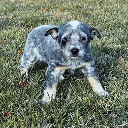 Australian Cattle Dog Puppies from Christensen Heelers