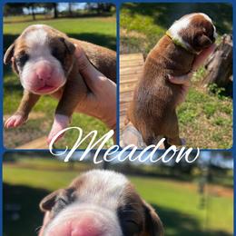 Meadow - Fawn female Boxer puppy in Cochran, Georgia from Sweet Georgia Boston’s