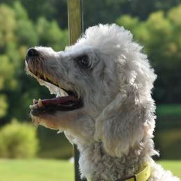 Lady - Poodle