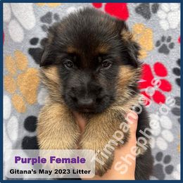 German Shepherd Puppies from Timpanogos Shepherds