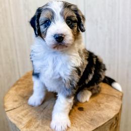 Cor - Blue merle male Aussiedoodle puppy in Arlington, Washington from Doodle Love Laugh