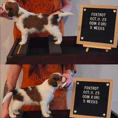Foxtrot - White and red male Nederlandse Kooikerhondje puppy in Pensacola, Florida from Ragnarök Kooikerhondjes