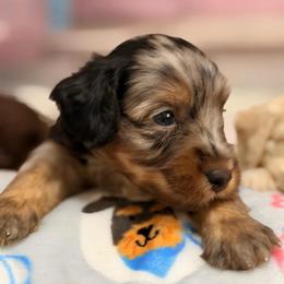 Acorn - Blue merle male Aussiedoodle puppy in Dickerson, Maryland from Pawsome Aussie Doodles and Oodles