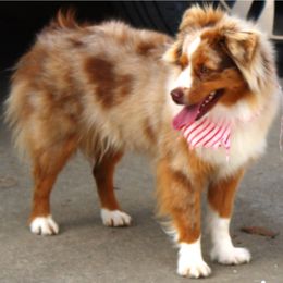 Quincy - Toy Australian Shepherd