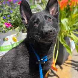 Fission - Black female German Shepherd puppy in Medical Lake, Washington from Nine Realms German Shepherds