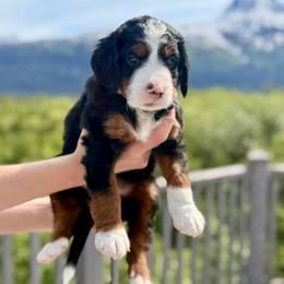 Tri Color Boy - Tri-color male Bernedoodle puppy in Anchorage, Alaska from Cascade Country Doodles