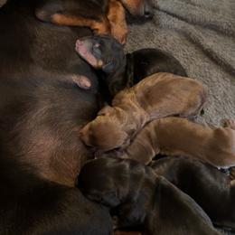 Boy 1 - Chocolate and tan male Dachshund puppy in Turlock, California from Dandelion Dachshund