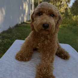 Brownie - Goldendoodle