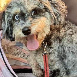 Bernedoodles, Goldendoodles, and Poodles from Good Dog Doodles