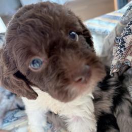 Maple - Sable female Aussiedoodle puppy in Dickerson, Maryland from Pawsome Aussie Doodles and Oodles