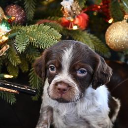 Coal - Liver roan male Brittany puppy in Hollidaysburg, Pennsylvania from Royal Flush Farms
