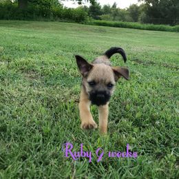 Border Terrier Puppies from Cornerstone Border Terriers