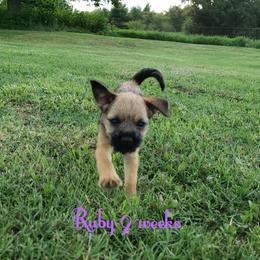 Border Terrier Puppies from Cornerstone Border Terriers