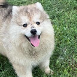 Laffy - Silver female Pomsky puppy in Krum, Texas from Paw-Some Pomskies