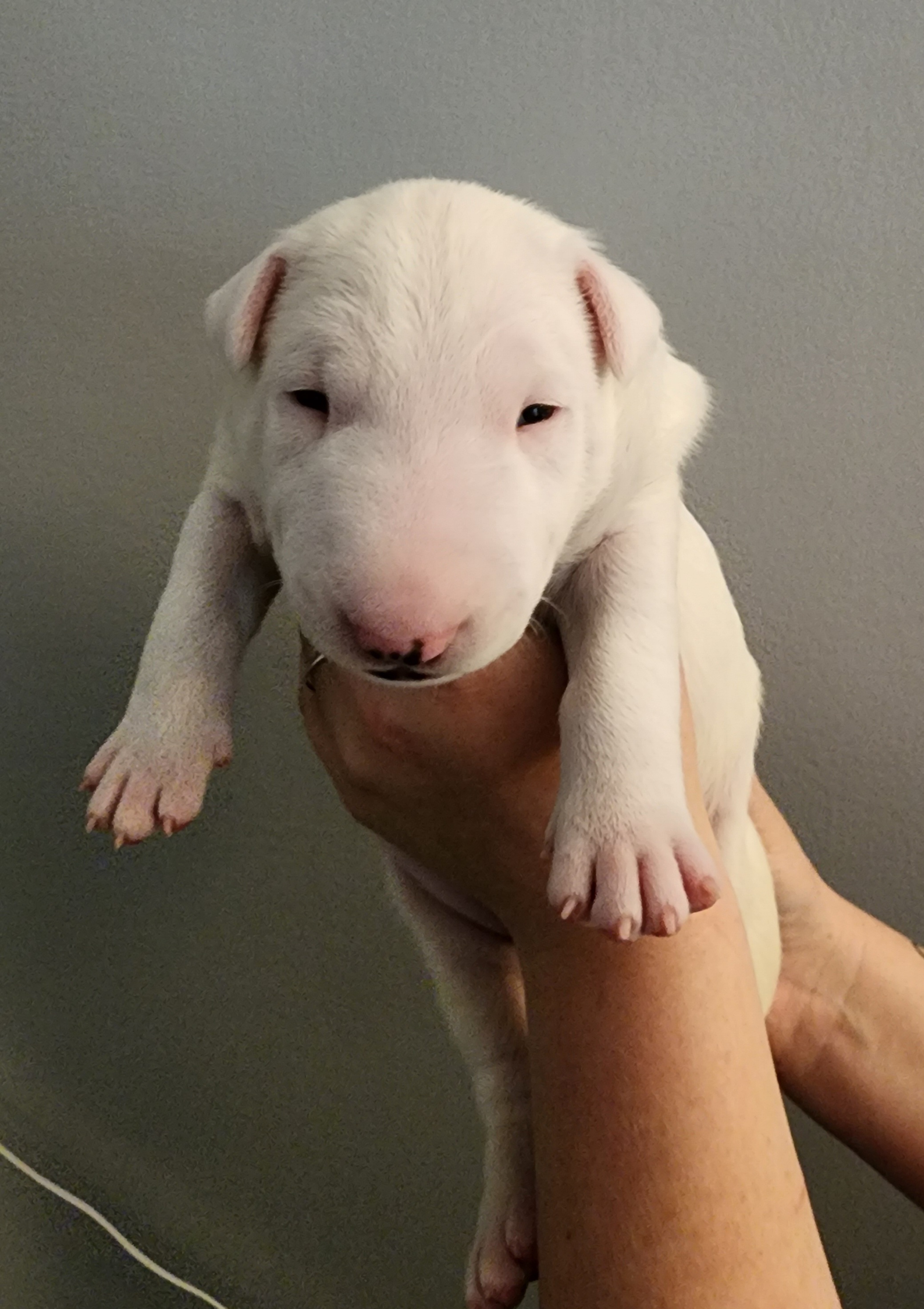 Syd - White and red Bull Terrier puppy in Columbus, Ohio from Virtue Bull Terriers