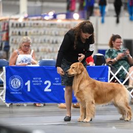 Golden Retriever Puppies from Aubergine Goldens