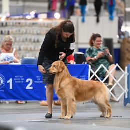 Golden Retriever Puppies from Aubergine Goldens