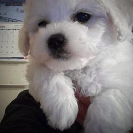 Lavender-purple female - White female Bichon Frise puppy in Apple River, Illinois from Barb's Bichons Bichonfrise.ws