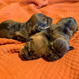 Dachshund puppies from McCann Creek