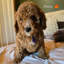Bernedoodle and Goldendoodle Puppies from 4goldendoodles