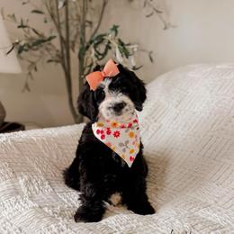 Lettie - Merle female Bernedoodle puppy in Cold Spring, Minnesota from A.N.A. Doodles