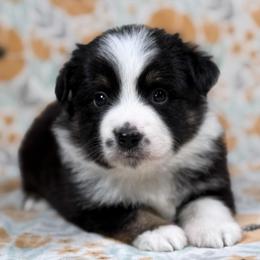 Dimples - Black tri male Toy Australian Shepherd puppy in Liberty Hill, Texas from Pistol Paws Aussies
