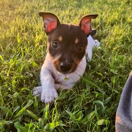Orca - White and black female Teddy Roosevelt Terrier puppy in Claremore, Oklahoma from Travelin' Man Terriers