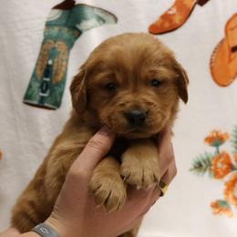 Buckaroo - Dark golden male Golden Retriever puppy in New Weston, Ohio from Bertke AKC Golden Retrievers and Bernese Mountain Dogs