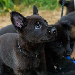 German Shepherd Puppies from Zwinger Vom Rabenauge