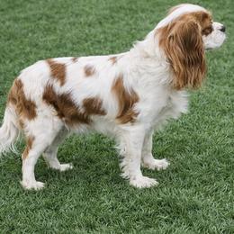 AKC Chloe - Cavalier King Charles Spaniel