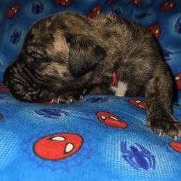 Doberman Pinscher and Great Dane Puppies from Draggin Dobermans & Great Danes