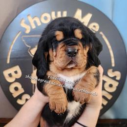 Blue collar - Black tan and white male Basset Hound puppy in Alton, Illinois from Show Me Great Danes and Basset Hounds