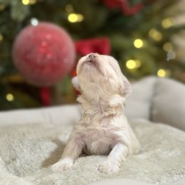 Arlo - Wheaten male Miniature Schnauzer puppy in Montebello, California from Rod Schnauzers