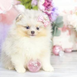 Daisy- AKC Blue & Tan Merle - Blue merle female Pomeranian puppy in Santa Rosa, California from Cute California Poms