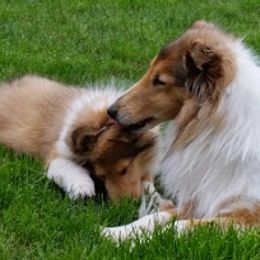 Collie Puppies from Maclen Collies