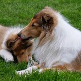 Collie Puppies from Maclen Collies