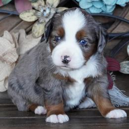 Blue Merle 2 - Blue merle male Miniature Australian Shepherd puppy in Lawton, Oklahoma from Lindsey’s Aussies