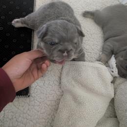 French Bulldog Puppies from Sonoma Fabulous Frenchies