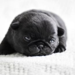 Gable - Black male Pug puppy in Caldwell, Ohio from Folklore Kennel