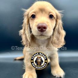 Prince - Cream male Dachshund puppy in Houston, Texas from Texas Regal Dachshunds LLC