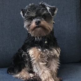 Yorkshire Terriers from Yorkies of Julington Creek