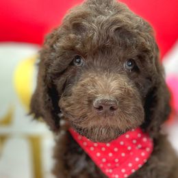Boy 4 - Aussiedoodle puppy in Leitchfield, Kentucky from Salt River Kennels