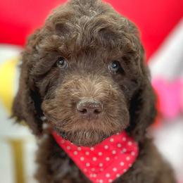 Boy 4 - Aussiedoodle puppy in Leitchfield, Kentucky from Salt River Kennels