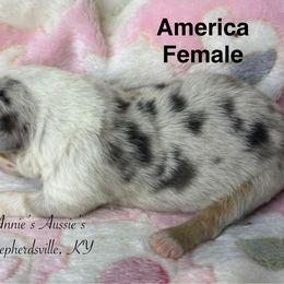 America - Blue merle female Australian Shepherd puppy in Shepherdsville, Kentucky from Annie's Aussies