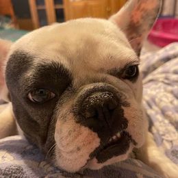 French Bulldogs from Tereca's French Bulldogs