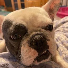 French Bulldogs from Tereca's French Bulldogs