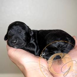 Iris (sea foam collar) - Black female Goldendoodle puppy in Murrieta, California from Apricot Poodles & Goldendoodles, LLC
